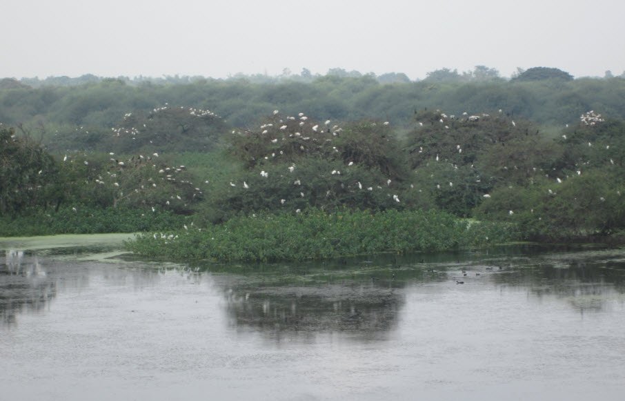 Vaduvoor Bird Sanctuary